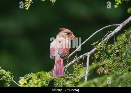Männlicher nördlicher Kardinal (Cardinalis cardinalis), der auf einem Ast mit grünem Laubgrund thront und sein rotes Gefieder und seine schwarze Maske zeigt. Stockfoto