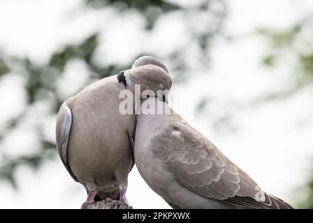 Ein Paar eurasische Halsentaube oder Streptopelia Decaocto, verliebt im grünen Hintergrund, hallo Frühling Stockfoto