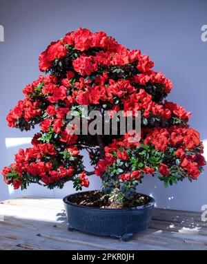 Bonsai-Baum mit wunderschönen leuchtend roten Blüten im Marjorie McNelly Conservatory im Como Park Zoo und Conservatory in St. Paul, Minnesota, USA. Stockfoto