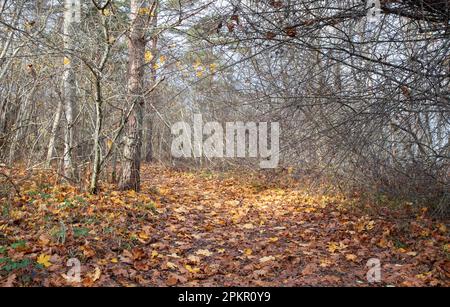 Natur von Tallinn, Estland im Herbst Stockfoto