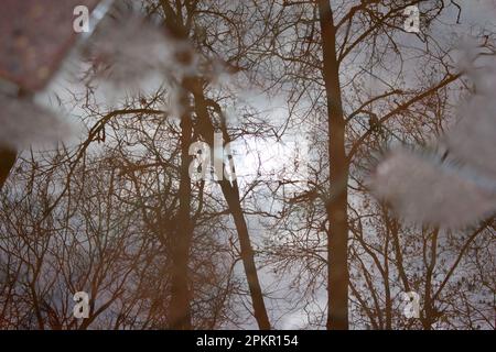 Silhouetten von Bäumen, Himmel und Sonne spiegeln sich in einer Pfütze in einem Stadtpark vor dem Hintergrund burgunderner Pflasterplatten wider. Stockfoto