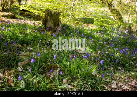 Eine Masse violett-blauer Blauflächen in Blüten entlang des Randes eines kleinen Waldlands in Schottland Stockfoto