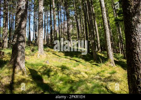 Ein kleines Kiefernholz in Glen Coe im schottischen Hochland, an einem sonnigen Tag. Stockfoto