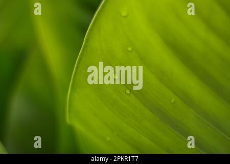 Wunderschöne, klare Regentropfen auf grünem Blattmakro, wunderschöne morgendliche Tauftränke in der Natur, Naturhintergrund. Stockfoto