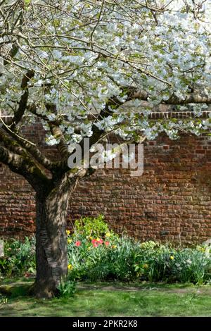 Baum mit frischen weißen Blüten, außerhalb des hisorischen ummauerten Gartens in den Eastcote House Gardens im Borough of Hillingdon, London, Großbritannien. Stockfoto