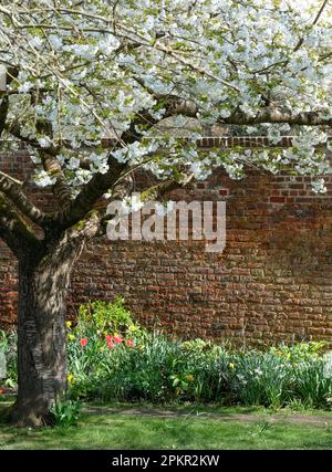 Baum mit frischen weißen Blüten, außerhalb des hisorischen ummauerten Gartens in den Eastcote House Gardens im Borough of Hillingdon, London, Großbritannien. Stockfoto