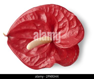 Leuchtend roter Blütenkopf aus Anthurium, auch bekannt als Tailflower, Flamingo Laceleaf Blume und Malerpalette, herzförmige Blüte isoliert auf weißem Hintergrund Stockfoto