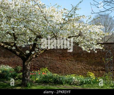 Baum mit frischen weißen Blüten, außerhalb des hisorischen ummauerten Gartens in den Eastcote House Gardens im Borough of Hillingdon, London, Großbritannien. Stockfoto