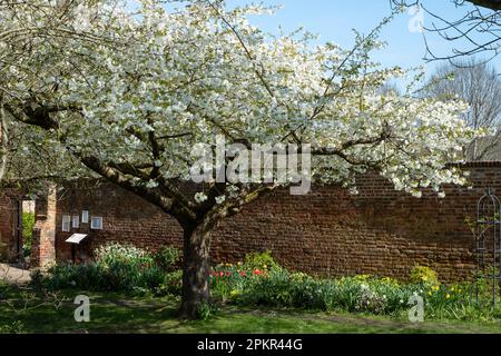 Baum mit frischen weißen Blüten, außerhalb des hisorischen ummauerten Gartens in den Eastcote House Gardens im Borough of Hillingdon, London, Großbritannien. Stockfoto