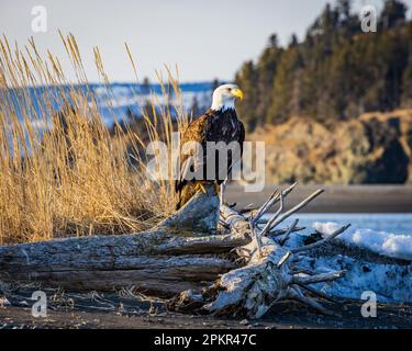 Adler auf Holz am Strand im Sonnenlicht mit Strand und felsigem Ufer im Hintergrund Stockfoto