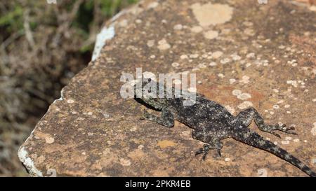 Ein südafrikanischer Felsenagama auf einem Felsen im Sonnenlicht. Agama atra. Stockfoto