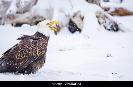 Adler auf dem Boden mit offenem Schnabel und quietschendem Stockfoto