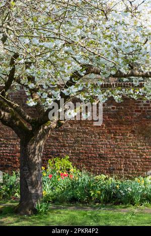 Baum mit frischen weißen Blüten, außerhalb des hisorischen ummauerten Gartens in den Eastcote House Gardens im Borough of Hillingdon, London, Großbritannien. Stockfoto