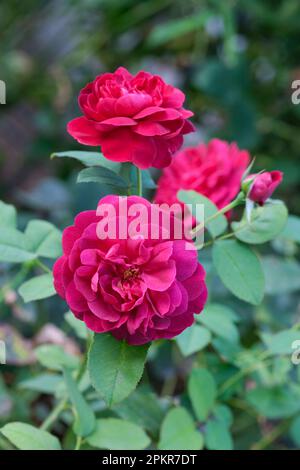 Rosa Munstead Wood, englische Strauchrose, dunkelpurpurrote Blüten Stockfoto