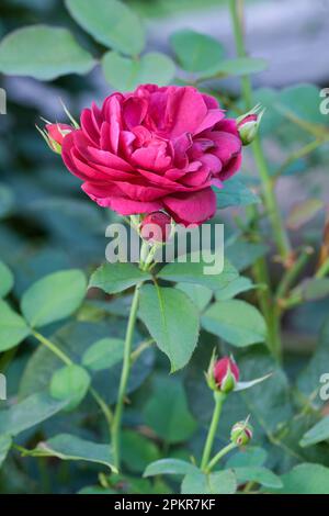 Rosa Munstead Wood, englische Strauchrose, dunkelpurpurrote Blüten Stockfoto