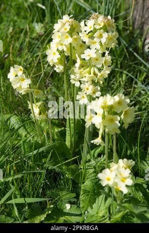 Blassgelbe Blüten von Primula elatior oder Oxlip, die im Gras im April des Vereinigten Königreichs wachsen Stockfoto