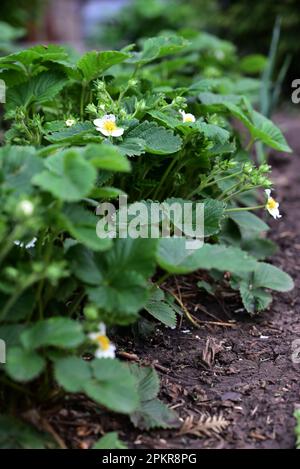 Eine Reihe junger Erdbeerbüsche mit grünen Blättern auf dem Bett. Saisonale Arbeiten im Landgarten. Gartenbau und Kultivierung junger grüner Erdbeerbusse Stockfoto
