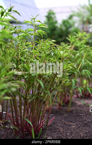 Junge Pfingstrose mit ungeöffneter Knospe, Frühlingsblumen Stockfoto