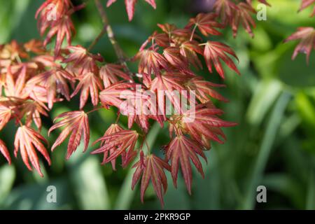 Frühlingsblüte des Acer palmatum Orange Dream im britischen Garten April Stockfoto