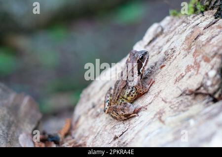 Der Gemeine Frosch (Rana temporaria), auch bekannt als Europäischer Gemeiner Frosch oder Europäischer Gemeiner brauner Frosch. Stockfoto