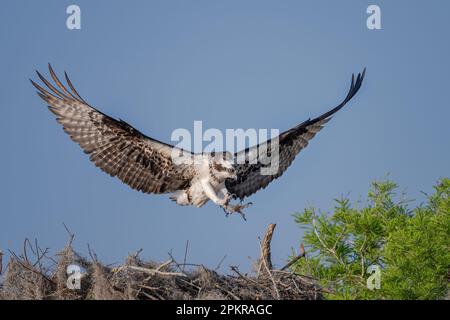 Fischadler mit Flügeln und Krallen, die in einem Nest landen Stockfoto