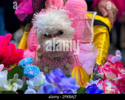 New York City, Usa. 9. April 2023. Teilnehmender Hund an der jährlichen Osterparade und dem Bonnet Festival entlang der Fifth Avenue am Ostersonntag am 9. April 2023 in New York City. Kredit: Ryan Rahman/Alamy Live News Stockfoto
