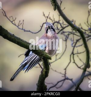 Eurasian jay (Garrulus glandarius) singt seinem Partner und rülpst seine Federn bei einem Werbetanz in Yorkshire, England, Großbritannien Stockfoto