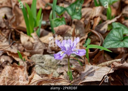 Eine lila Zwergkammiris in voller Blüte in einem Wald umgeben von anderen aufstrebenden Iris und gefallenen Blättern auf dem Boden neben einem Bach an einem sonnigen d Stockfoto