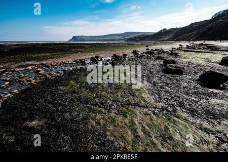 Robin Hoods Bay Beach, North Yorkshire, mit Blick nach Süden in Richtung Ravenscar Stockfoto