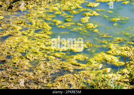 Grüne Sumpfalgen im Sommersumpf aus nächster Nähe Stockfoto