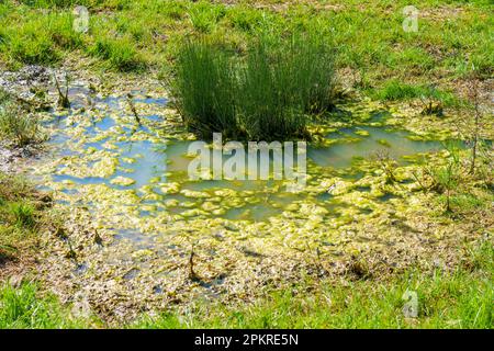 Sumpf in Feuchtgebieten mit grünem Gras und Schlamm aus nächster Nähe Stockfoto