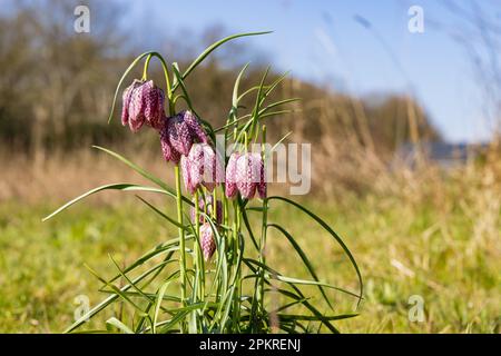 Die Kopfblume der Fritillaria meleagris-Schlange in Hortus Botanicus in der Gemeinde Haren Groningen in der Provinz Groningen Niederlande Stockfoto