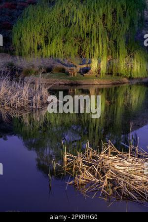 Weidenbaum und Schilf auf der Cedarberg Guest Farm vor dem Bauerndorf Cedatville. Stockfoto