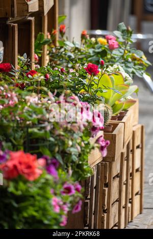 Blumen und Rosen in Töpfen und Holzkisten vor einem Blumenladen oder Blumenladen auf dem Bürgersteig einer Straße Stockfoto