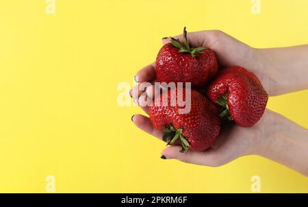 Große Erdbeeren in weiblichen Händen auf gelbem Hintergrund Stockfoto