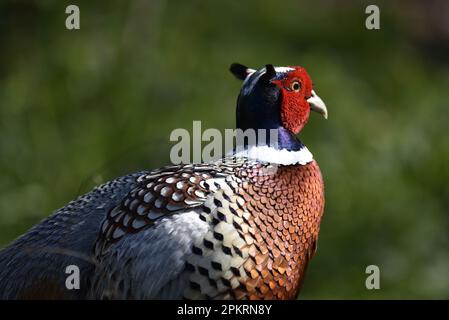 Nahaufnahme des rechten Profils eines männlichen Gemeinen Fasan (Phasianus colchicus) mit Blick auf den Bildhintergrund vor einem unscharfen grünen Hintergrund Stockfoto