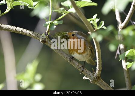 Nahaufnahme des linken Profils eines europäischen Robin (Erithacus rubecula), der auf einem sonnigen Zweig mit Nestmaterial im Schnabel sitzt, aufgenommen in Großbritannien Stockfoto