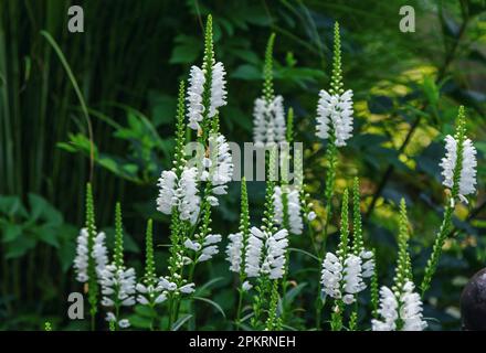 Schöne blühende Physostegia virginiana, die gehorsame Pflanze oder falsche Libelle, die auf der Wiese wächst. Sommerblumen. Stockfoto