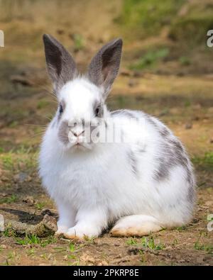 Kökelsum, Olfen, 09. April 2023. Ein Kaninchenbaby sitzt in der warmen Sonne. Die einheimische Gruppe von Hauskaninchen genießt die Ostersonntagssonntagssonne in einem grasbewachsenen Außenbereich im Kökelsum Farm Cafe bei Olfen, Nordrhein-Westfalen. Die Osterhasen haben einen warmen Ostersonntag mit blauem Himmel und Sonnenschein gesehen. Kredit: Imageplotter/Alamy Live News Stockfoto