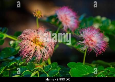 Blumen sind Fortpflanzungsstrukturen von Pflanzen, die für die Erzeugung von Saatgut verantwortlich sind. Stockfoto