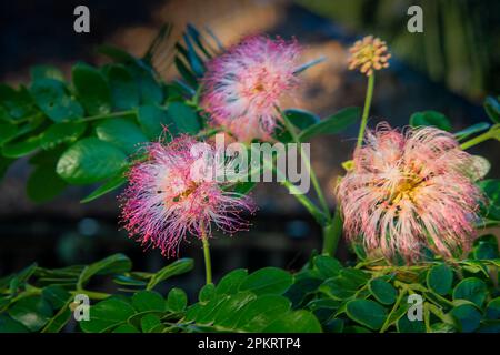 Blumen sind Fortpflanzungsstrukturen von Pflanzen, die für die Erzeugung von Saatgut verantwortlich sind. Stockfoto