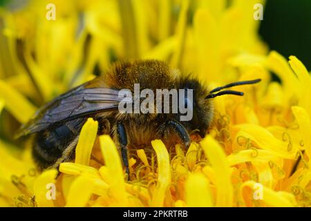 Natürliche Nahaufnahme einer weiblichen frühen Zellophan-Einzelbiene, Colletes cunicularius, sitzt auf einer gelben Löwenzahnblume, Taraxacum officinale Stockfoto