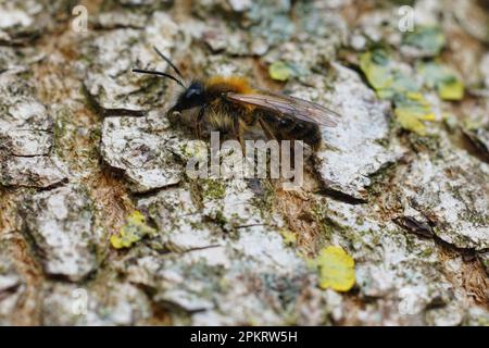 Natürliche Nahaufnahme einer pelzigen männlichen Tawny Bergbaubiene, Andrena fulva, die sich an der Rinde eines Baumes erwärmt Stockfoto