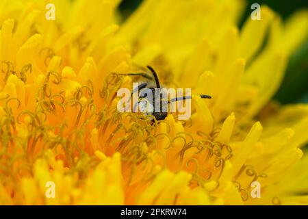 Natürliche Nahaufnahme eines männlichen Bergarbeiters mit rotem Bauch, Andrena ventralis, versteckt in einer gelben Löwenzahnblume Stockfoto