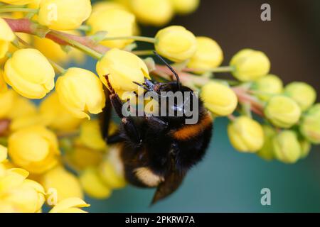 Natürliche Nahaufnahme auf einer weiblichen Hummel oder einer großen Erdkugel, Bombus terrestris auf gelben Berberisblüten Stockfoto