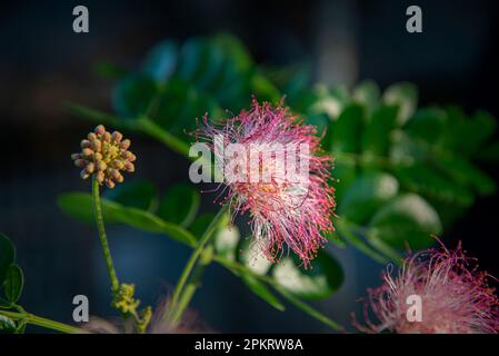 Blumen sind Fortpflanzungsstrukturen von Pflanzen, die für die Erzeugung von Saatgut verantwortlich sind. Stockfoto