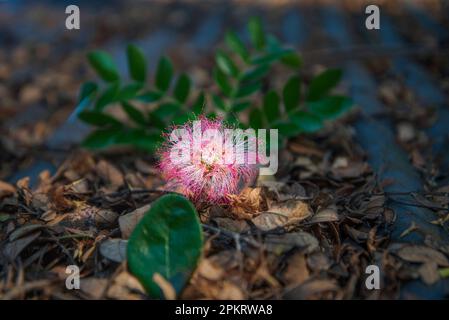 Blumen sind Fortpflanzungsstrukturen von Pflanzen, die für die Erzeugung von Saatgut verantwortlich sind. Stockfoto