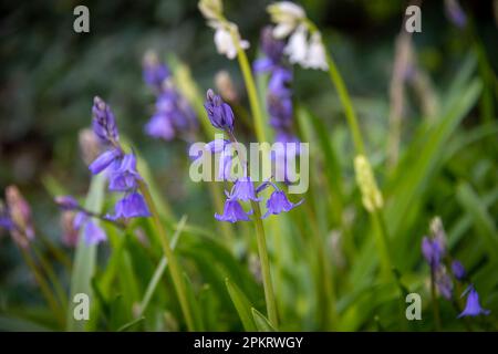 Nahaufnahme der Blauen Glocke (Hyacinthoides non-scripta), einheimische oder englische Blauglocke in Wäldern oder Waldgärten, Großbritannien Stockfoto