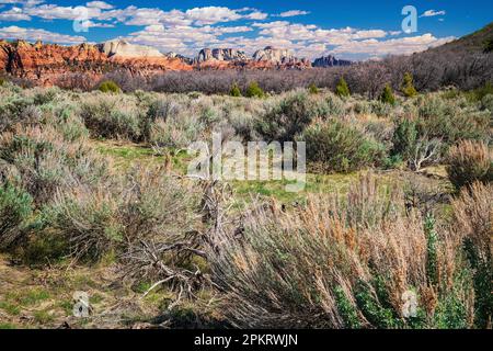 Spektakuläre Ausblicke auf die Kolob Terrace Road vor dem Zion-Nationalpark in der Nähe von Springdale, Utah Stockfoto