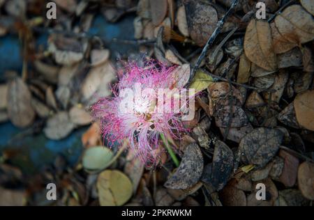 Blumen sind Fortpflanzungsstrukturen von Pflanzen, die für die Erzeugung von Saatgut verantwortlich sind. Stockfoto